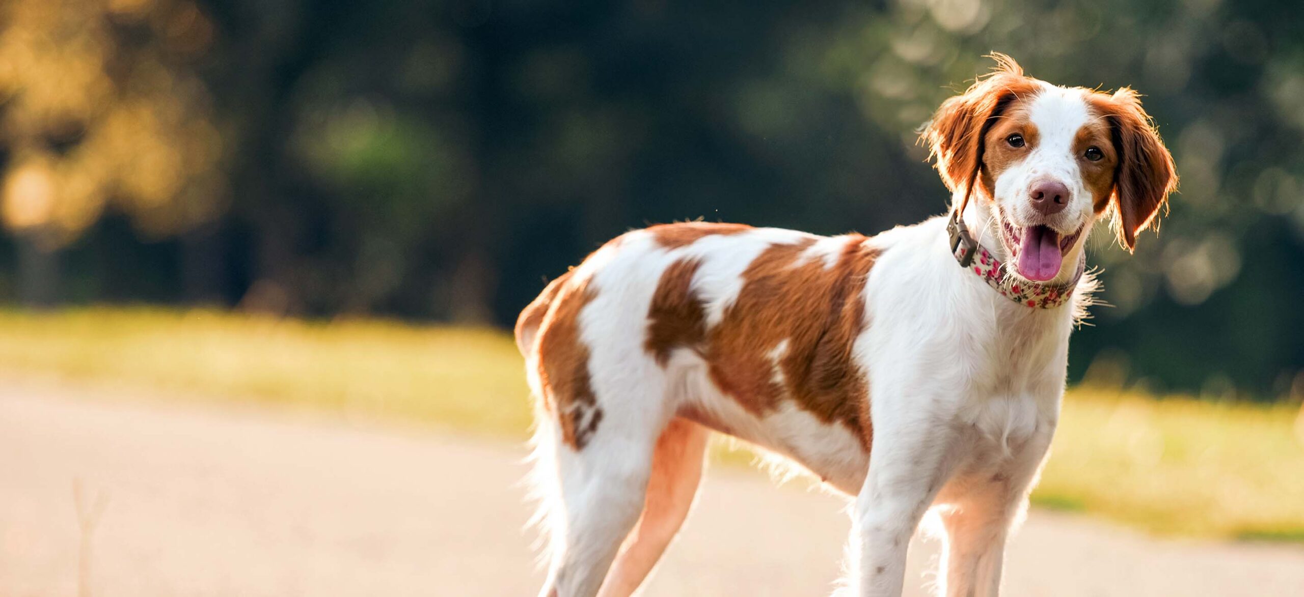 Adopt a Brittany Dog