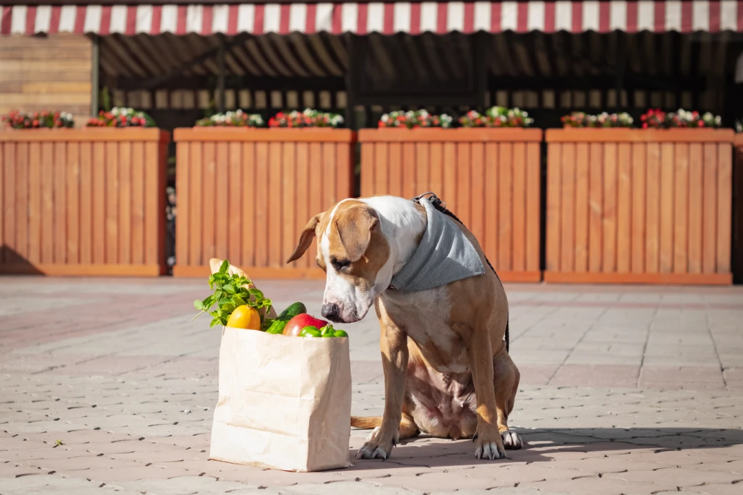 Is Whole Foods Pet Friendly