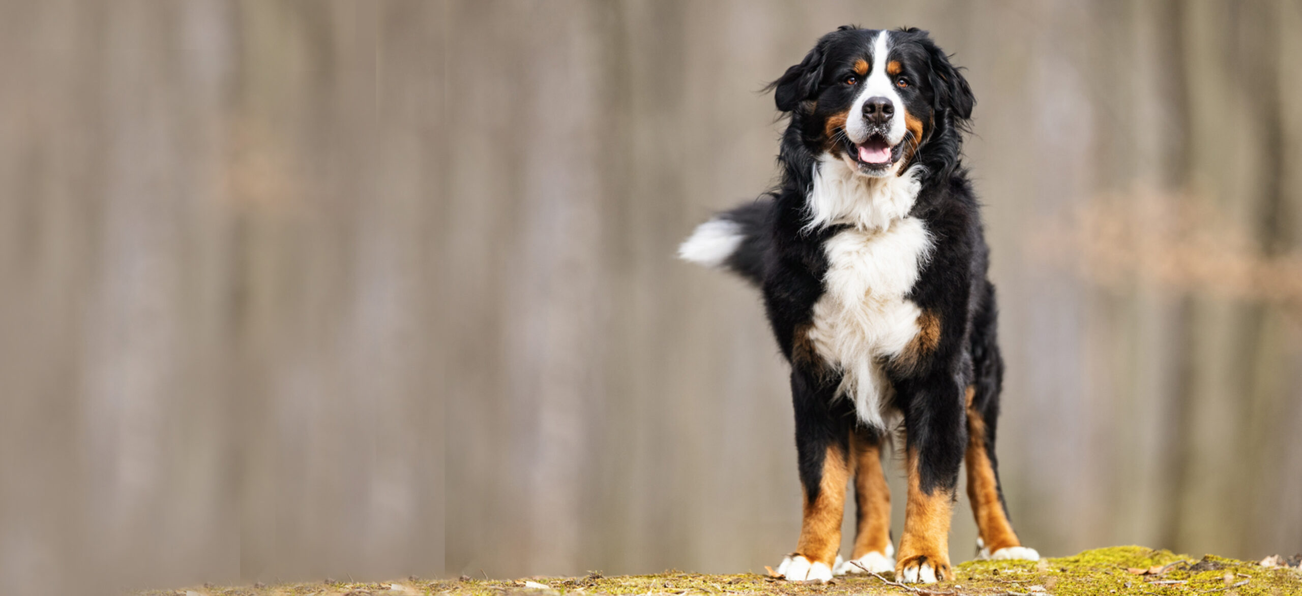 Adopt a Bernese Mountain Dog