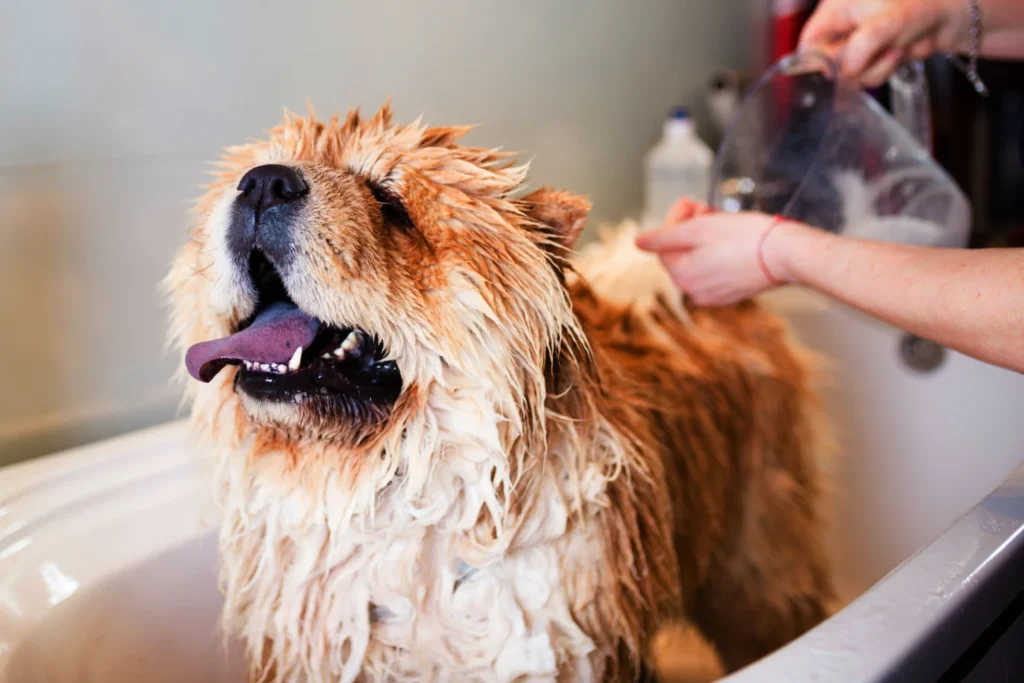 How to Start a Dog Grooming Business