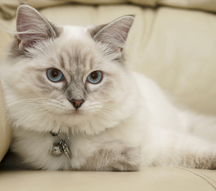 Adopt a Ragdoll Cat