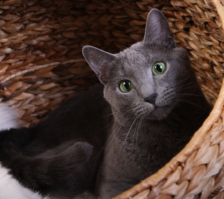 Adopt a Russian Blue Cat