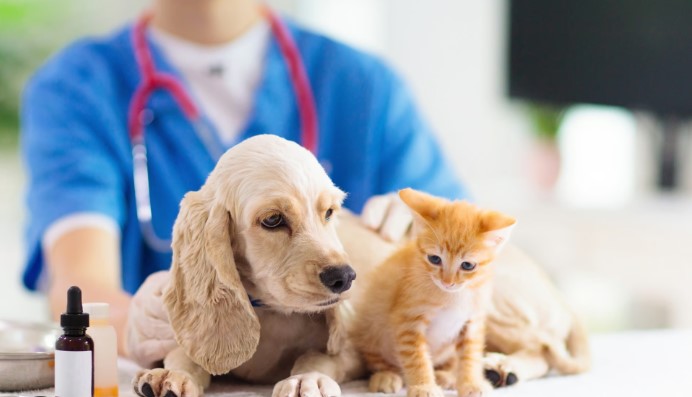 Afordable Pet Care