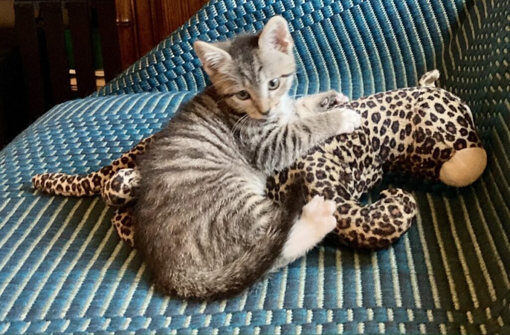 Adopt a Bengal Cat Kitten