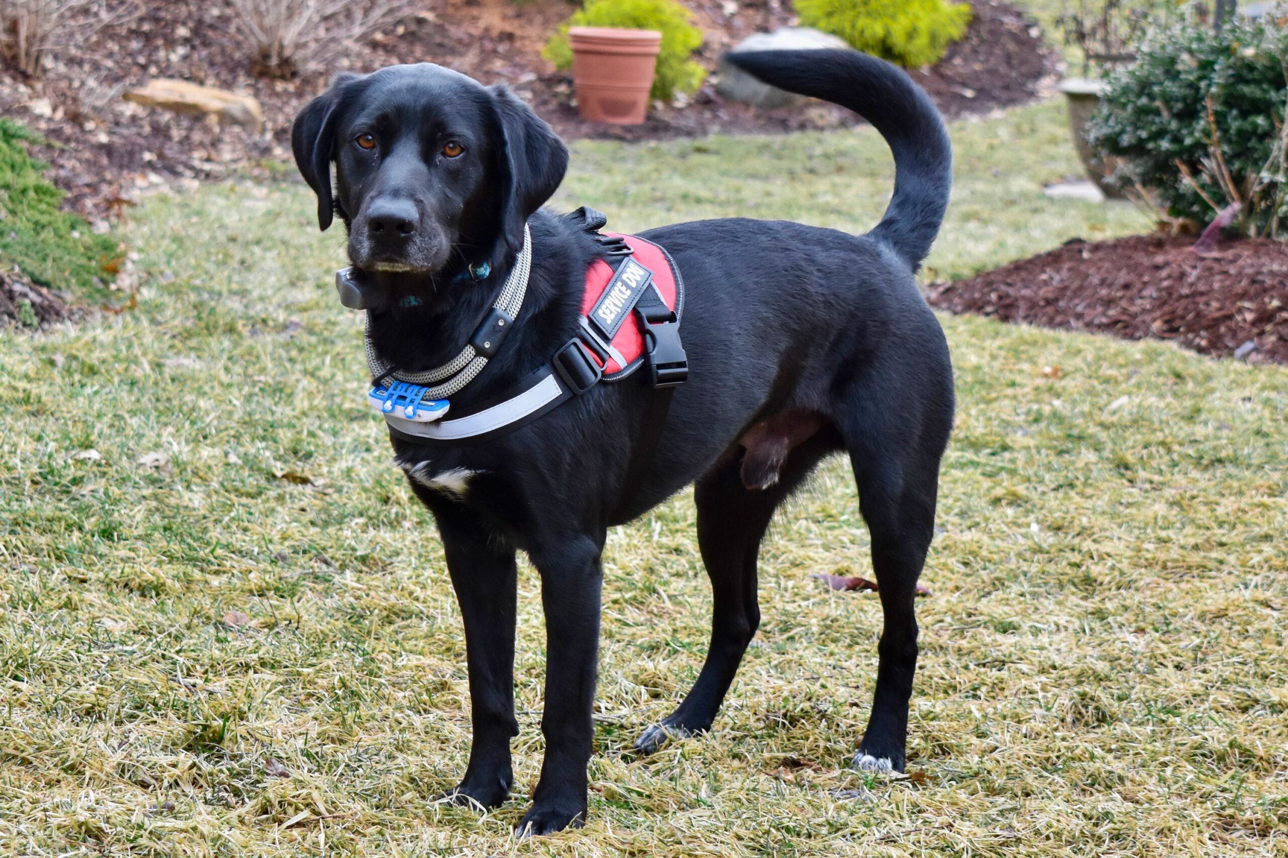 Adopt a Former Service Dog