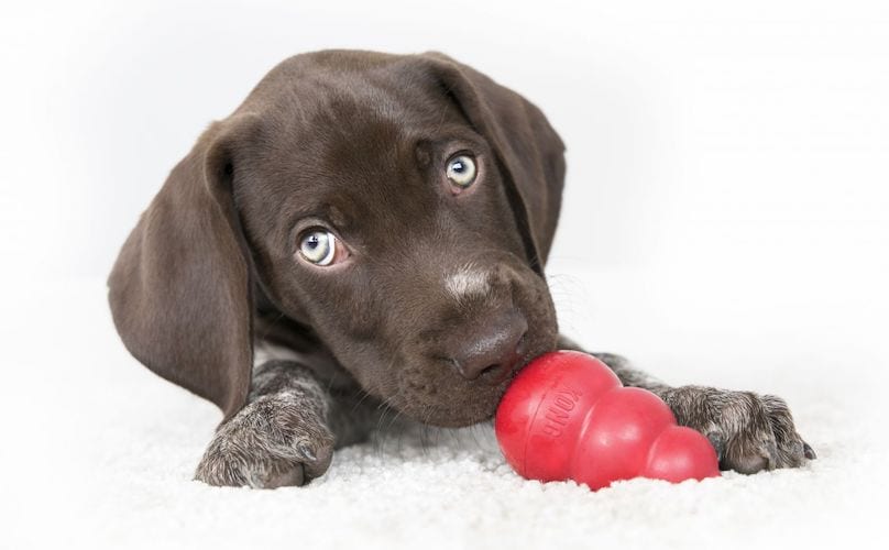 Are Kong Toys Safe for Dogs