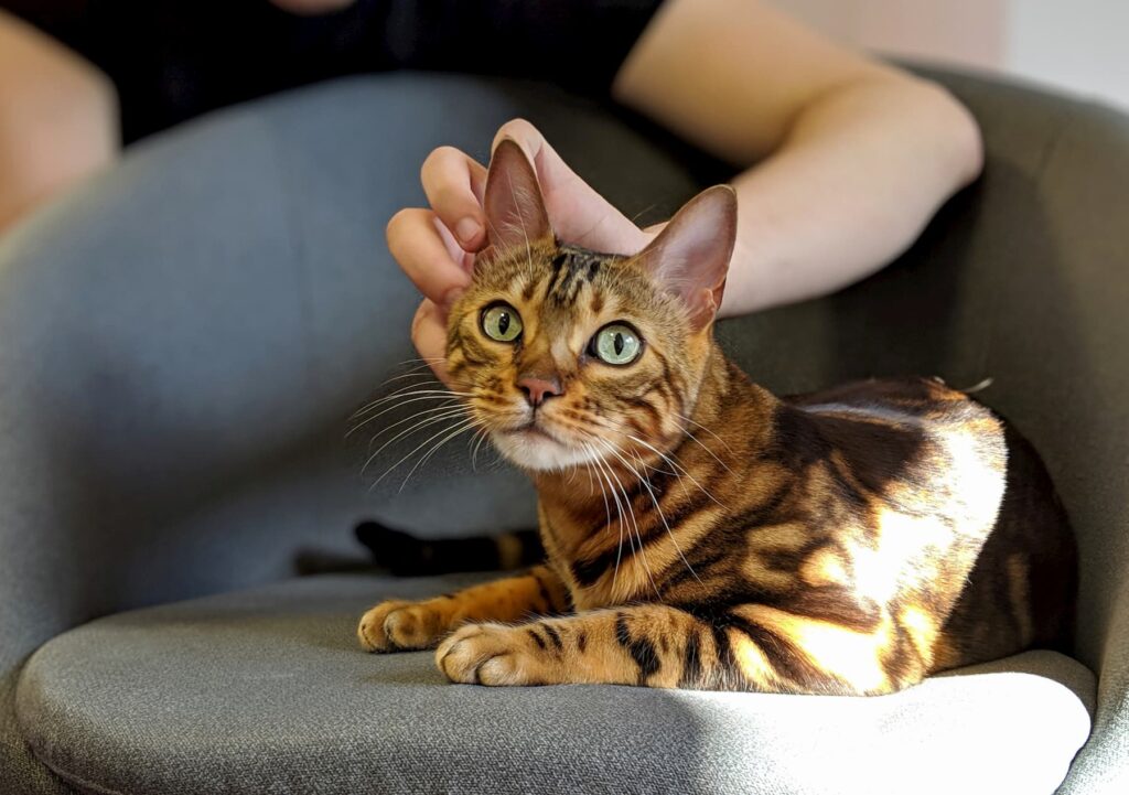 Adopt a Bengal Cat Kitten