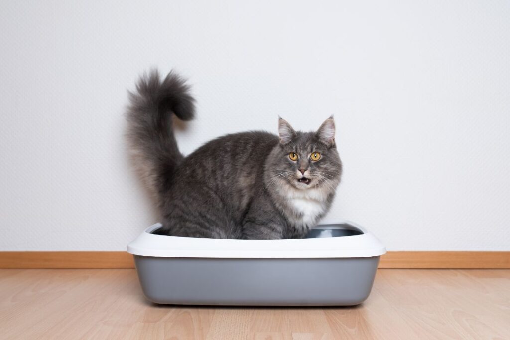 Can Cats Share a Litter Box: Ultimate Guide and Tips