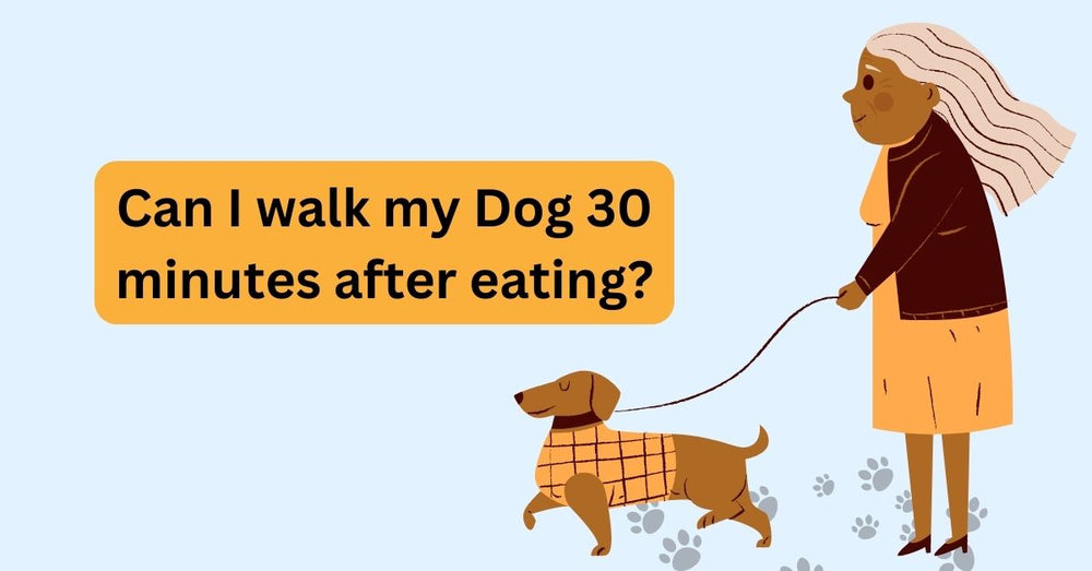 Can I Walk My Dog 30 Minutes After Eating