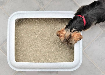 Dog Ate Cat Litter: What You Need to Know