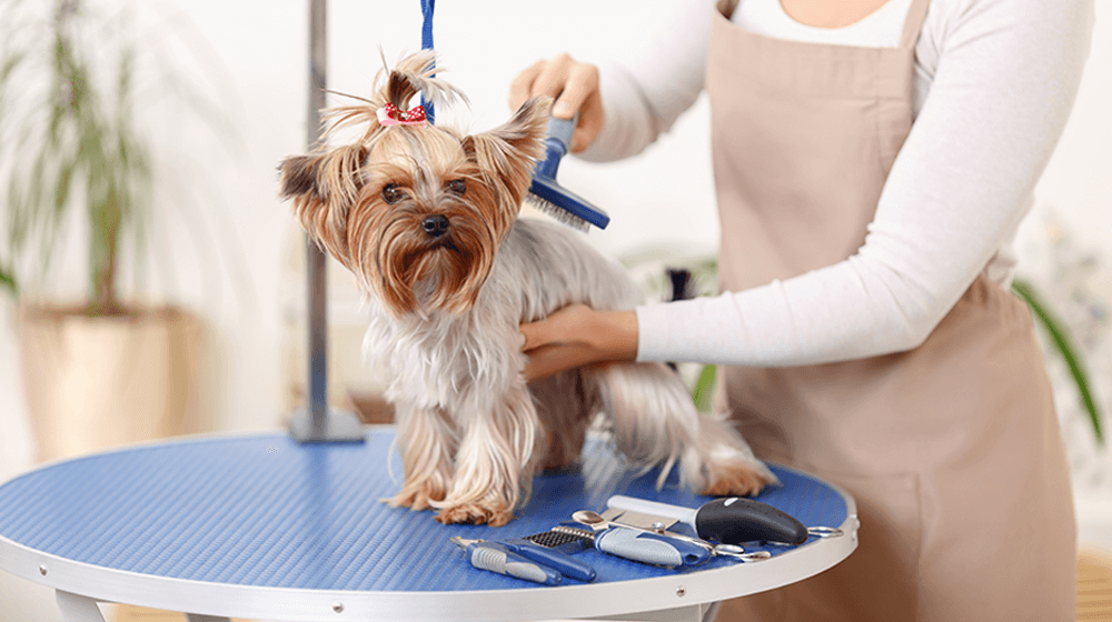 How to Start a Dog Grooming Business