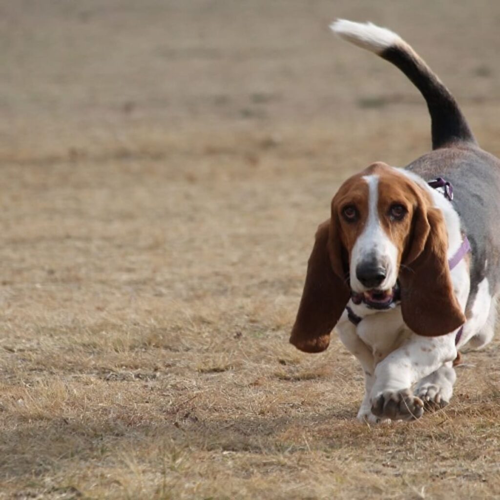 Why Does My Dog Walk Sideways