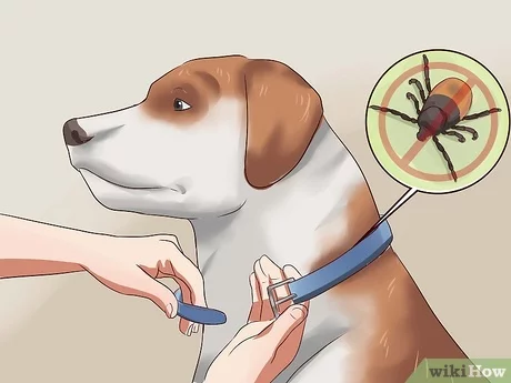 How Do I Keep Ticks off My Dog While Walking