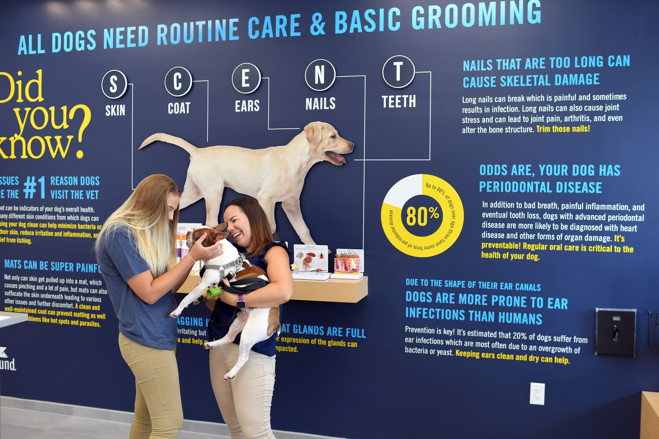 How Much Can a Dog Groomer Make