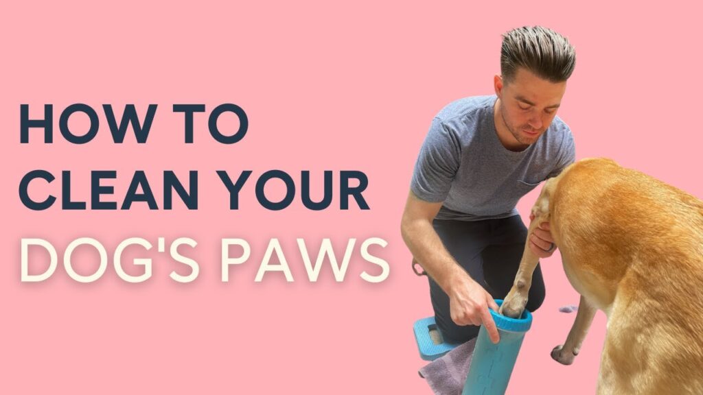 How to Clean Dog Paws After Walk