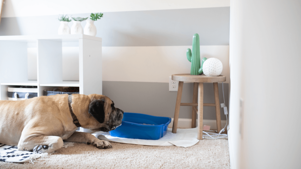 How to Keep Dog Out of Litter Box