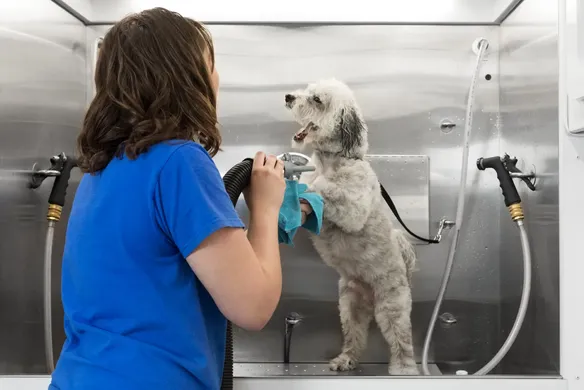 How to Start a Dog Grooming Business