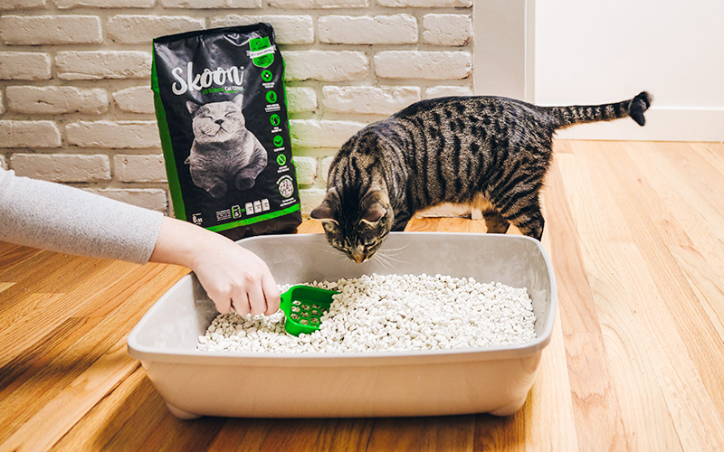 Is Cat Litter Toxic to Dogs