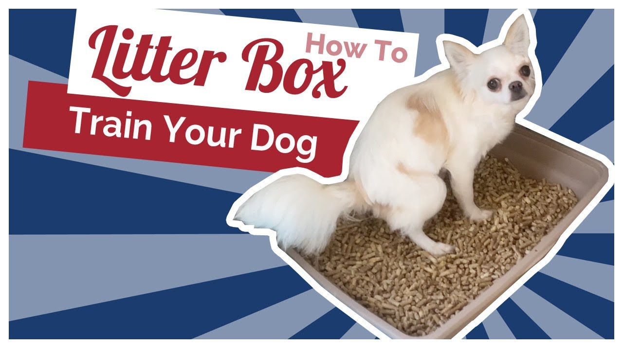 Litter Box Training Dog