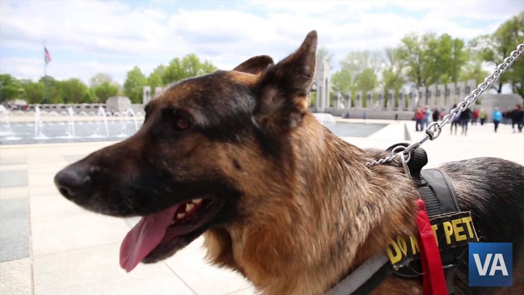 Adopt a Retired Service Dog