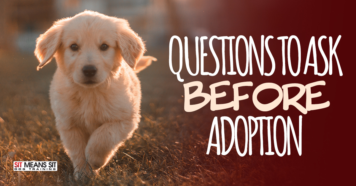 Questions to Ask When Adopting a Dog