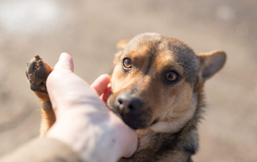 Adopt a Shelter Dog Month