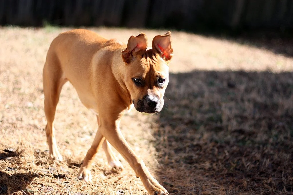 Why Does My Dog Walk Sideways