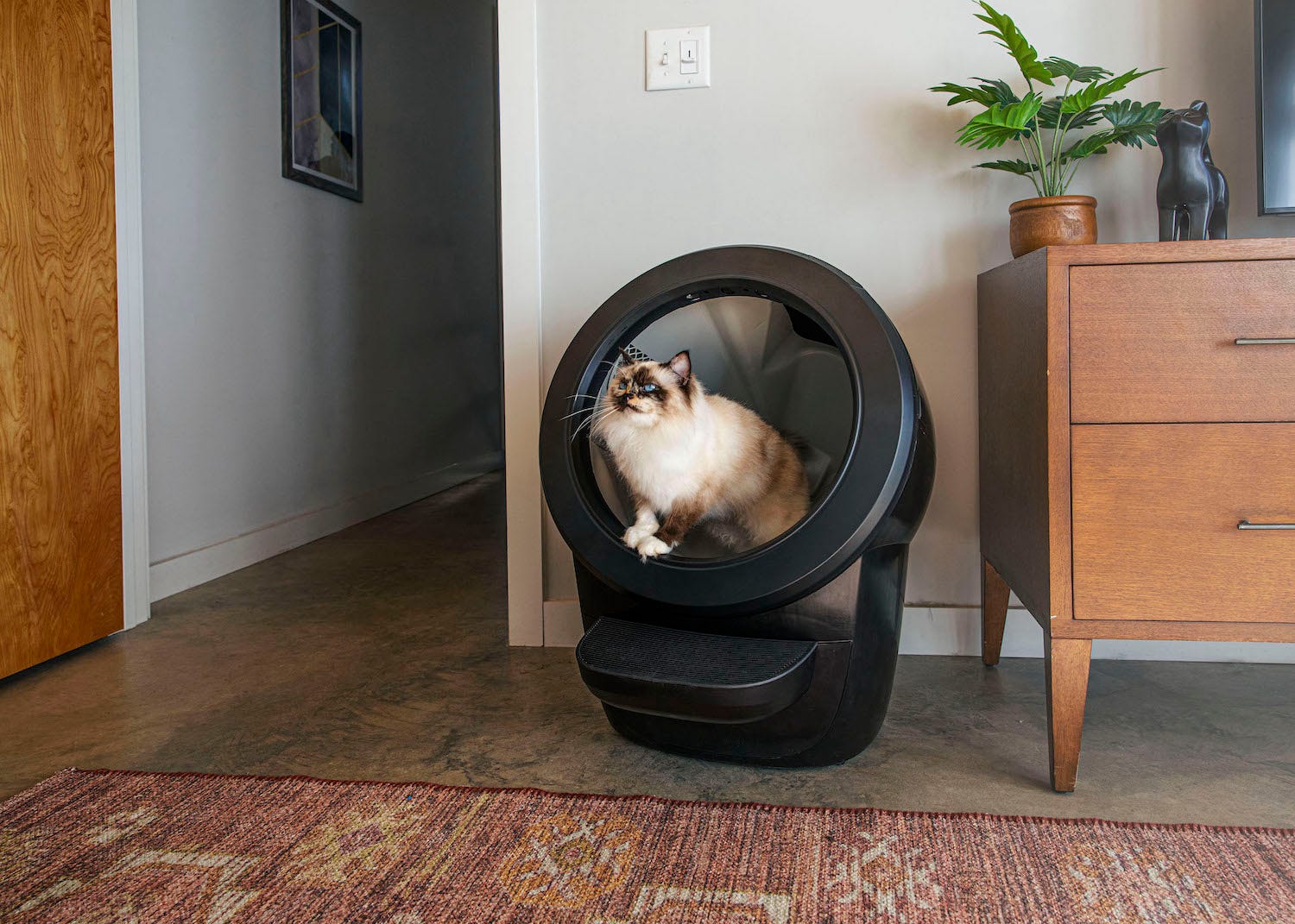 Where to Put Cat Litter Box