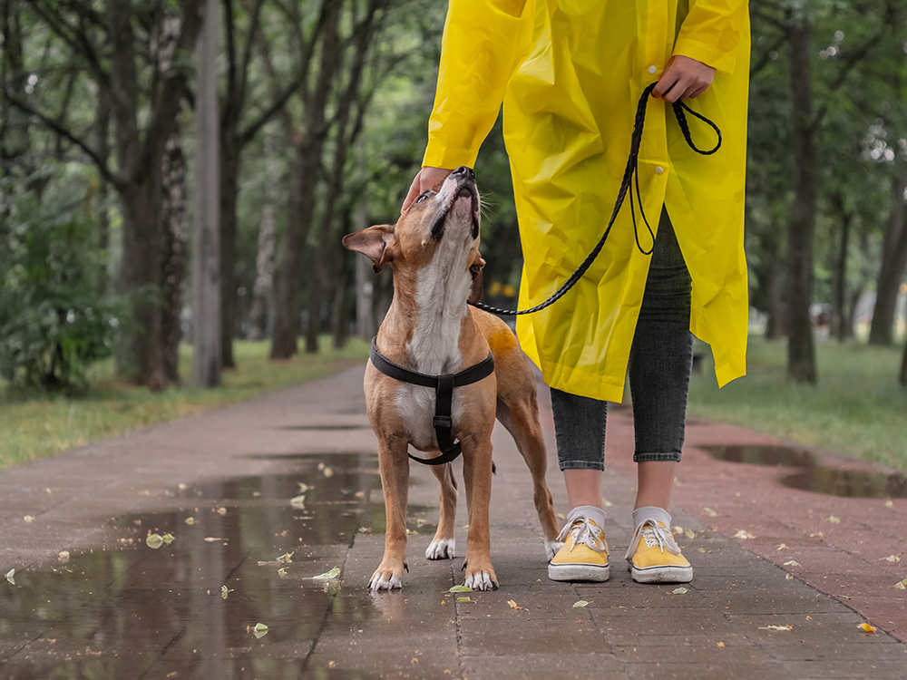 Why Do Dogs Like Walking