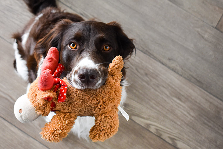 Why is My Dog Suddenly Attached to a Toy