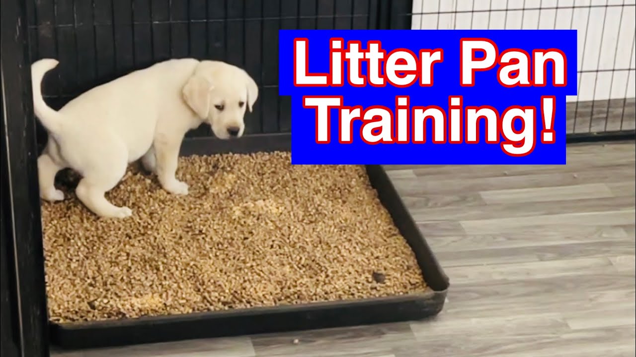 Will a Dog Use a Litter Box