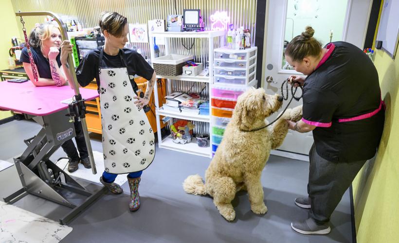 What the Fluff Dog Grooming