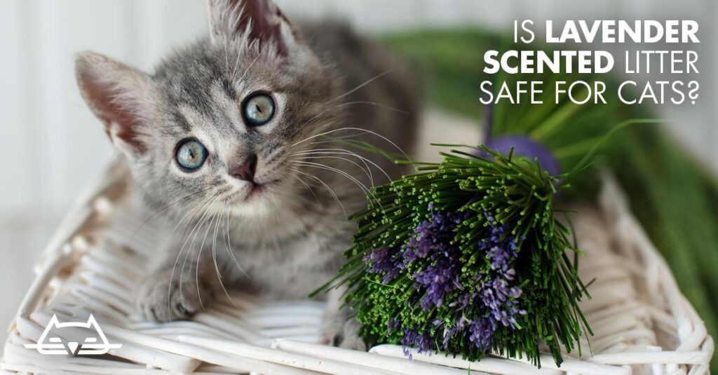 Is Scented Litter Bad for Cats