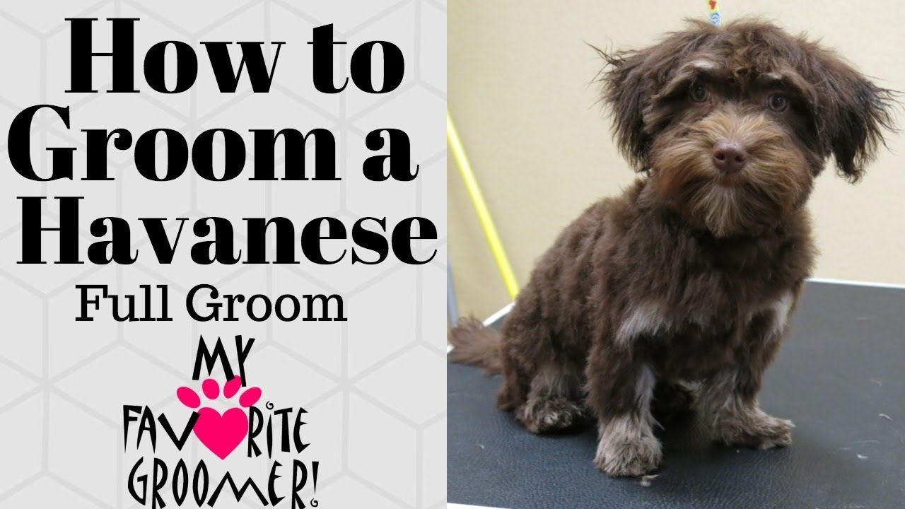 How to Groom a Havanese Dog