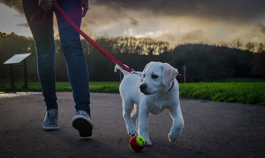 How Old Do You Have to Be to Walk Dogs