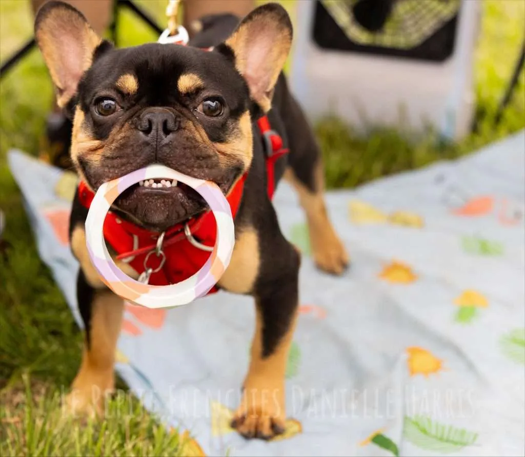 Why Do Dogs Bring You Toys?: Understanding Their Affection