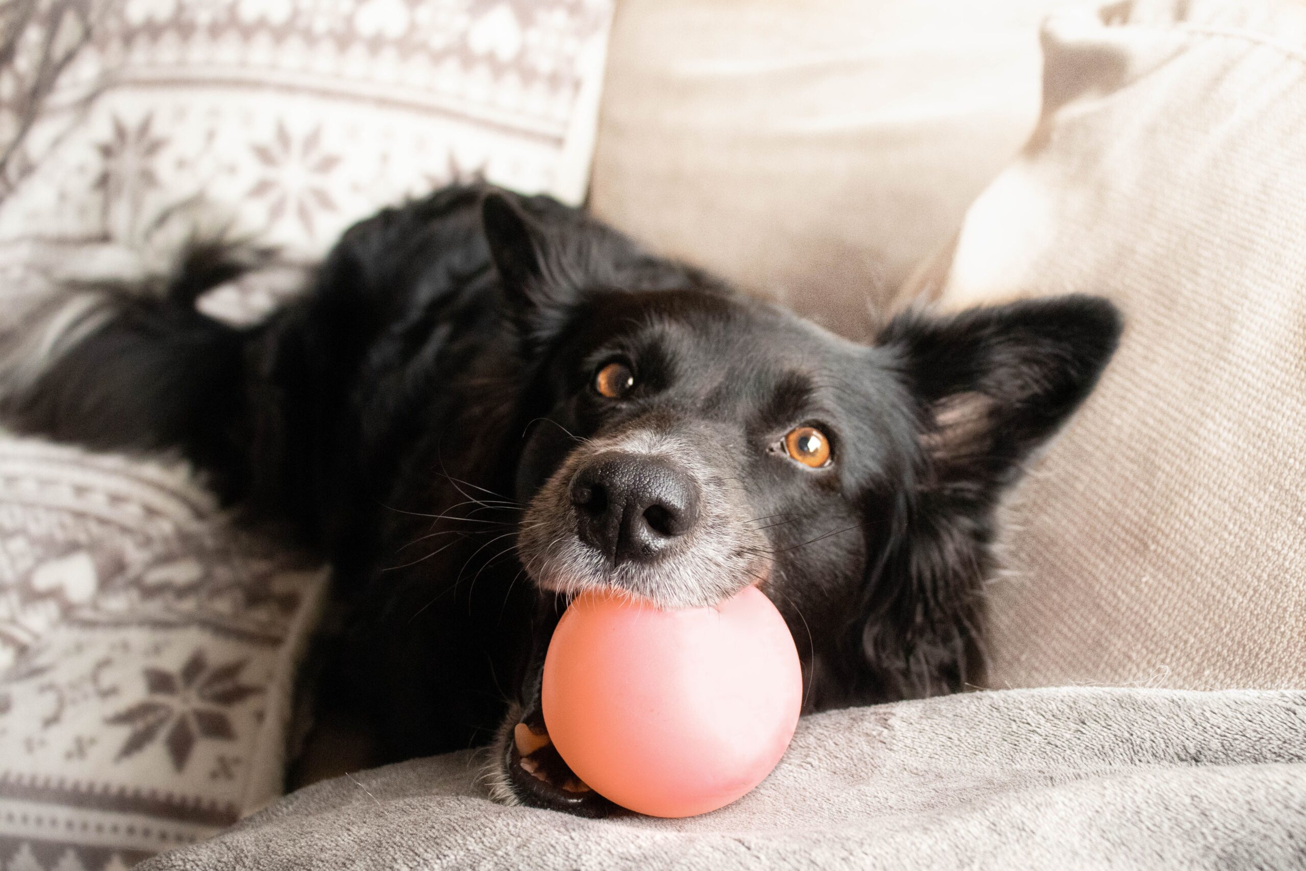 Why Do Dogs Lick Their Toys : Unveiling the Canine Habit