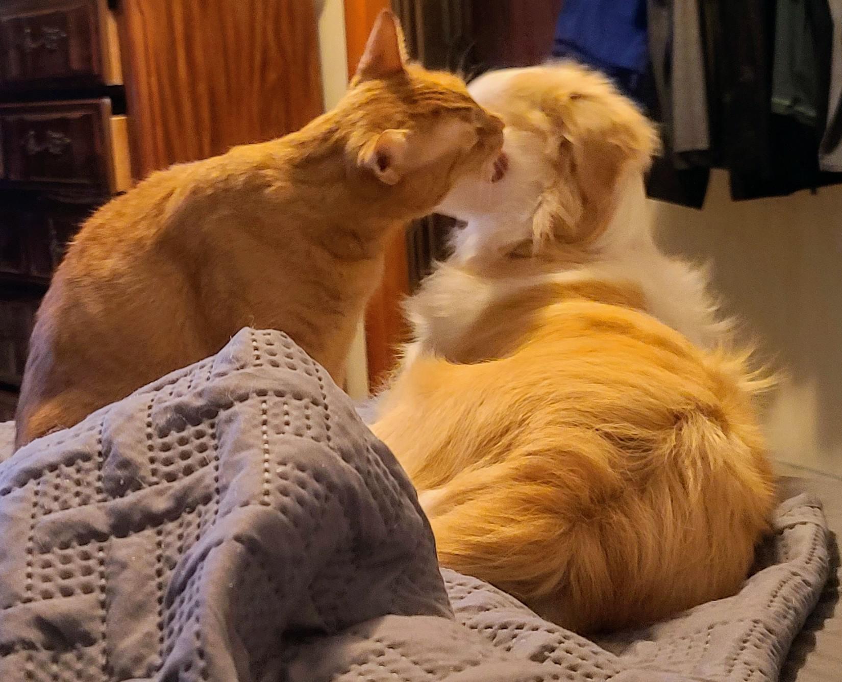 Why Does My Cat Groom My Dog