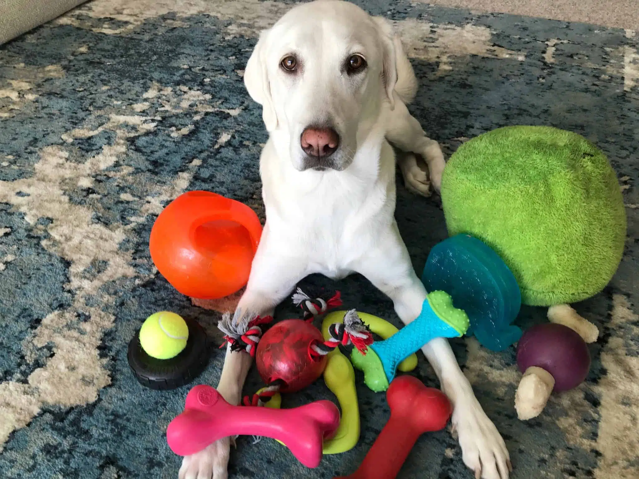 Why Won't My Dog Play With Toys: 5 Tips to Encourage Playfulness